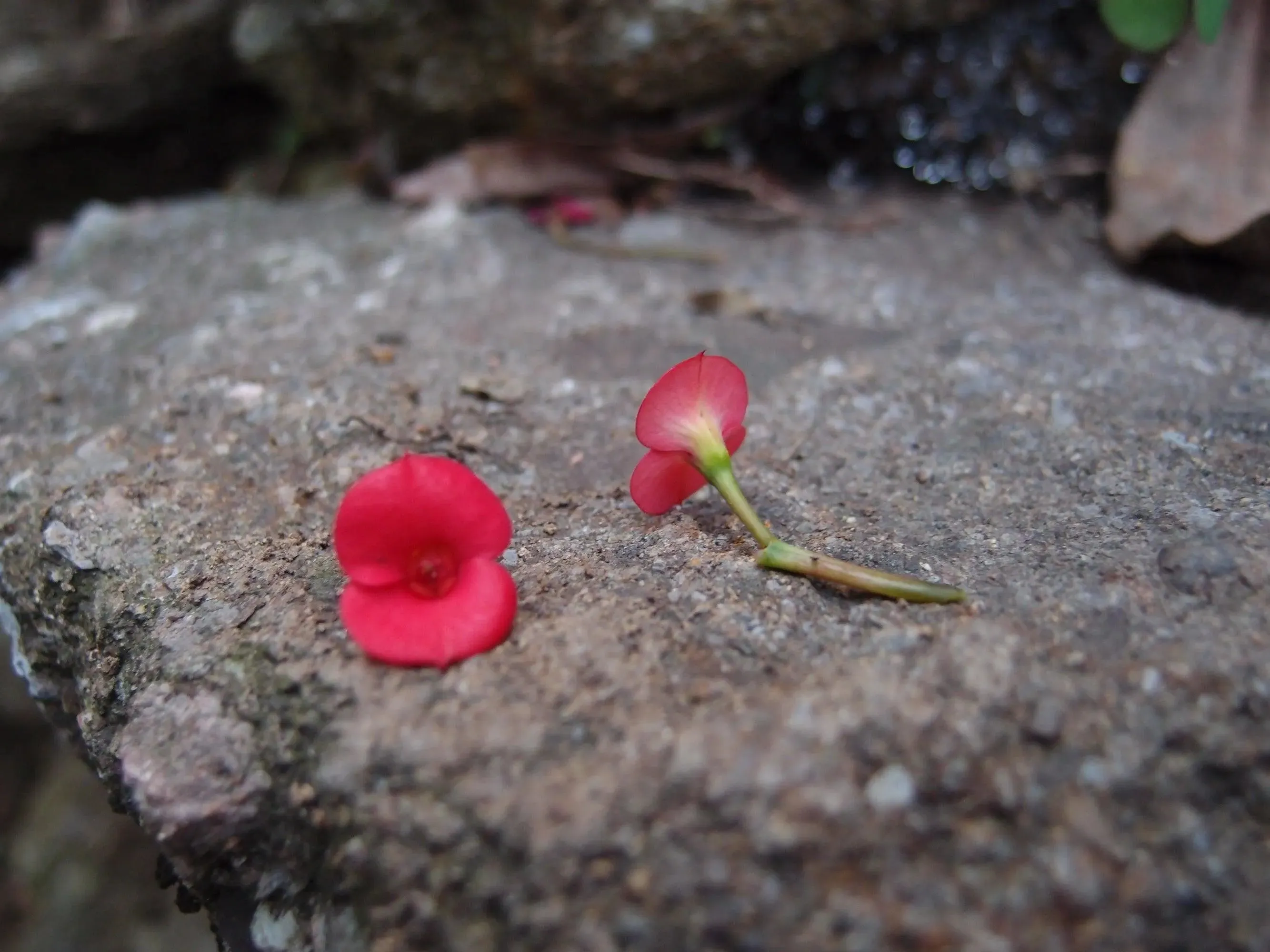 Silver brooch | Poppy | Half Moon