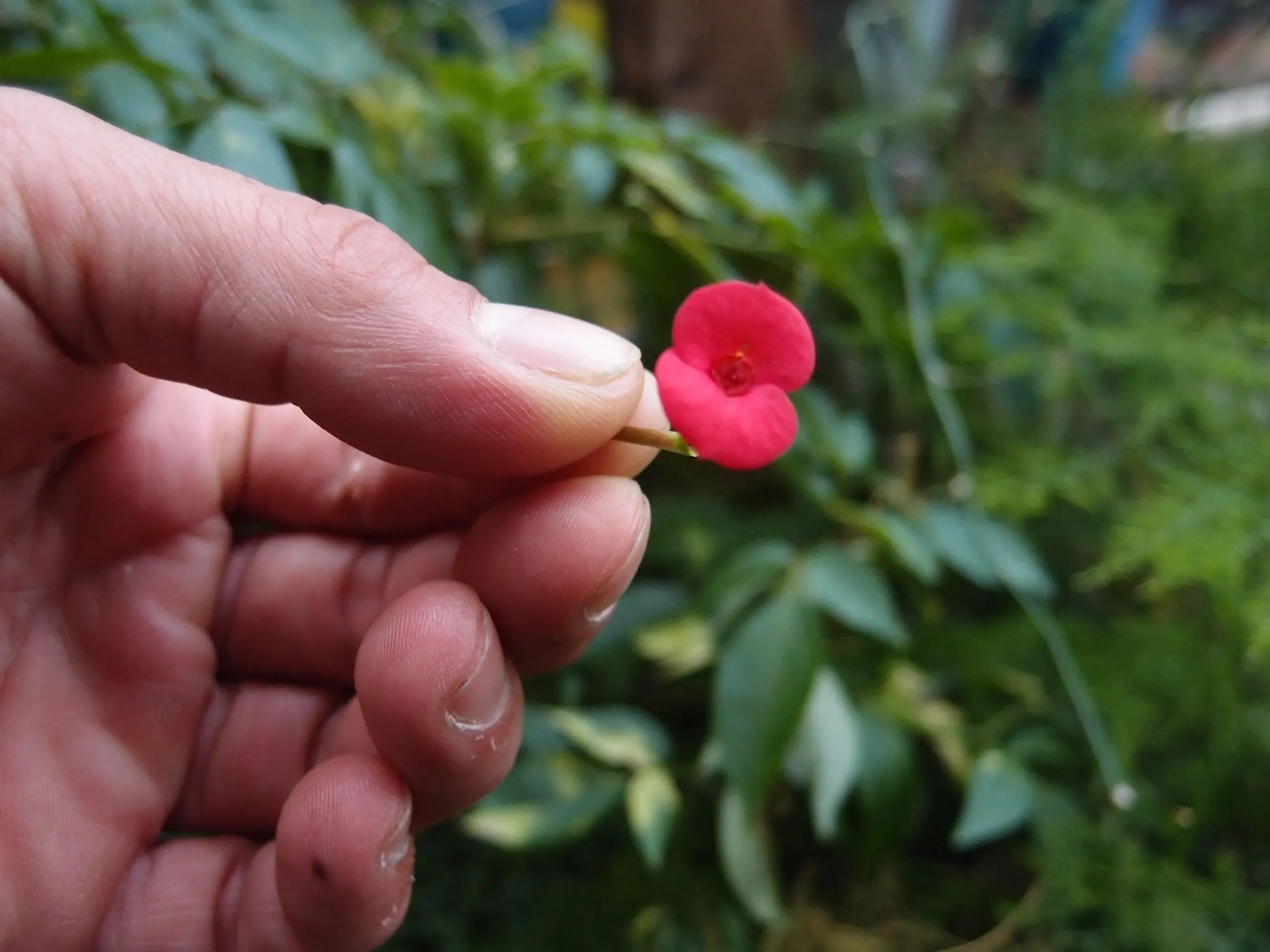 Silver brooch | Poppy | Half Moon